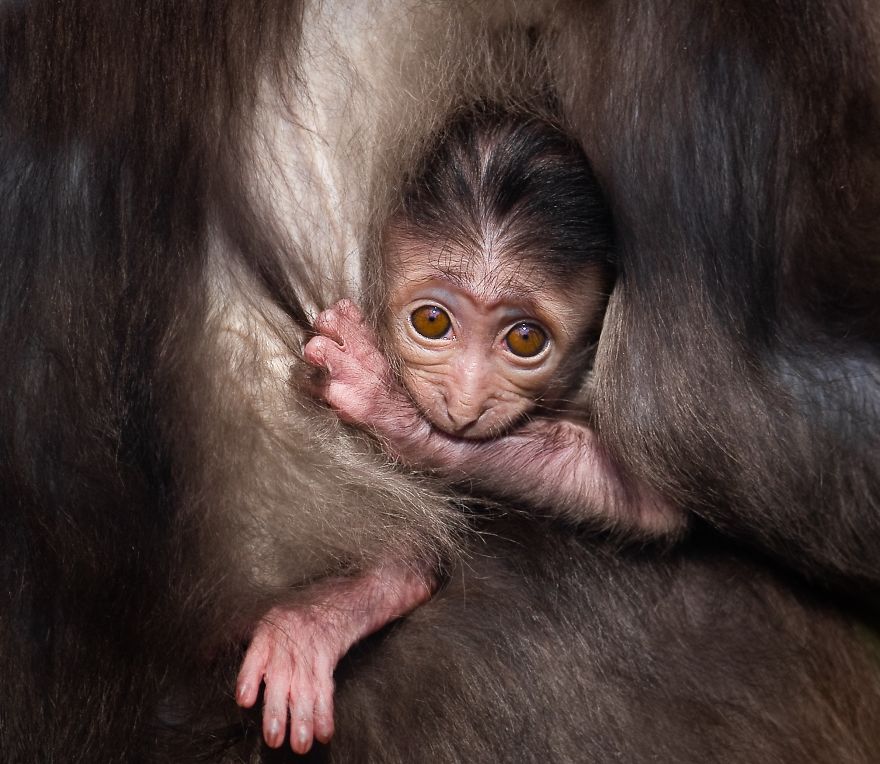 These 20 Photos I Make To Show People The Beauty Of Animals