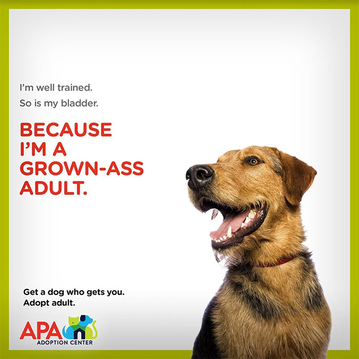 Animal Adoption Posters