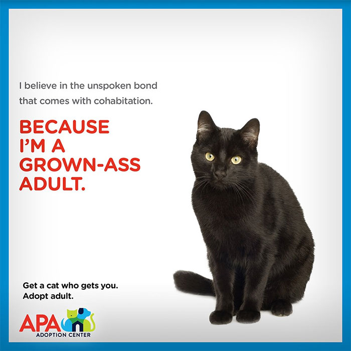Animal Adoption Posters