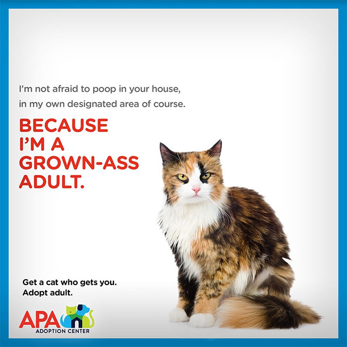 Animal Adoption Center Encourages People To Adopt Adult Pets With 16  Hilarious Posters | Bored Panda