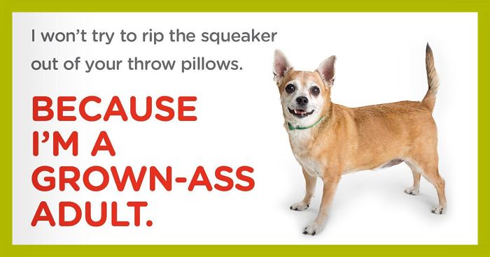 Animal Adoption Center Encourages People To Adopt Adult Pets With 16 Hilarious Posters