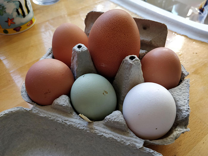 Huevo enorme que ha puesto una de nuestras gallinas