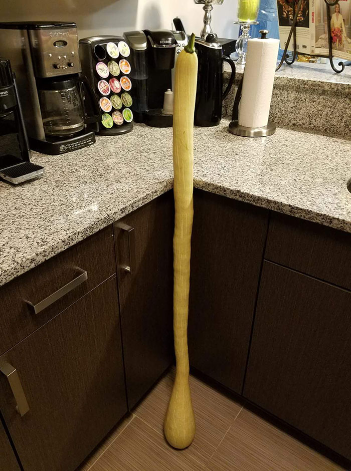 This Is A Four-Foot-Long Tromboncino Squash