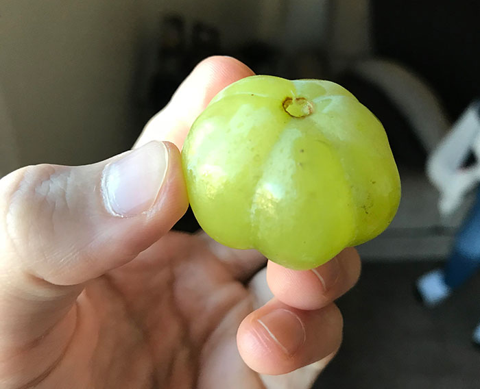 This Grape That Looks Like A Pumpkin
