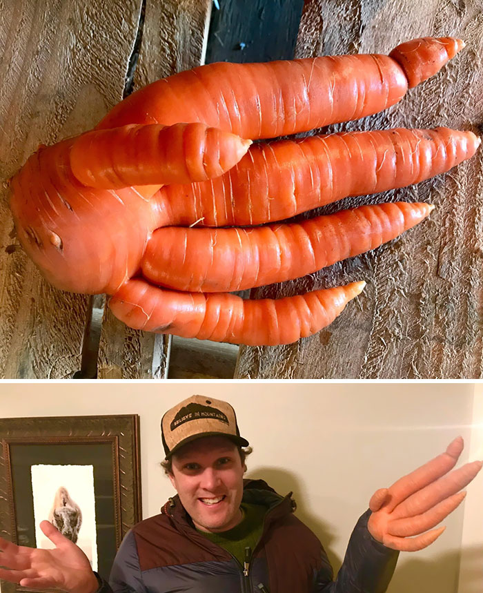 Zanahoria en forma de mano que he sacado de la huerta