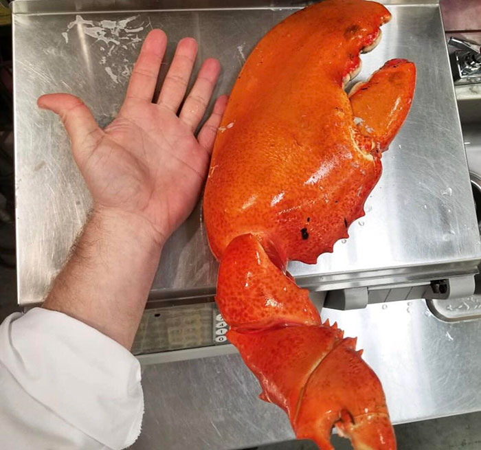 This Ridiculous, Nearly Five Pound Lobster Claw