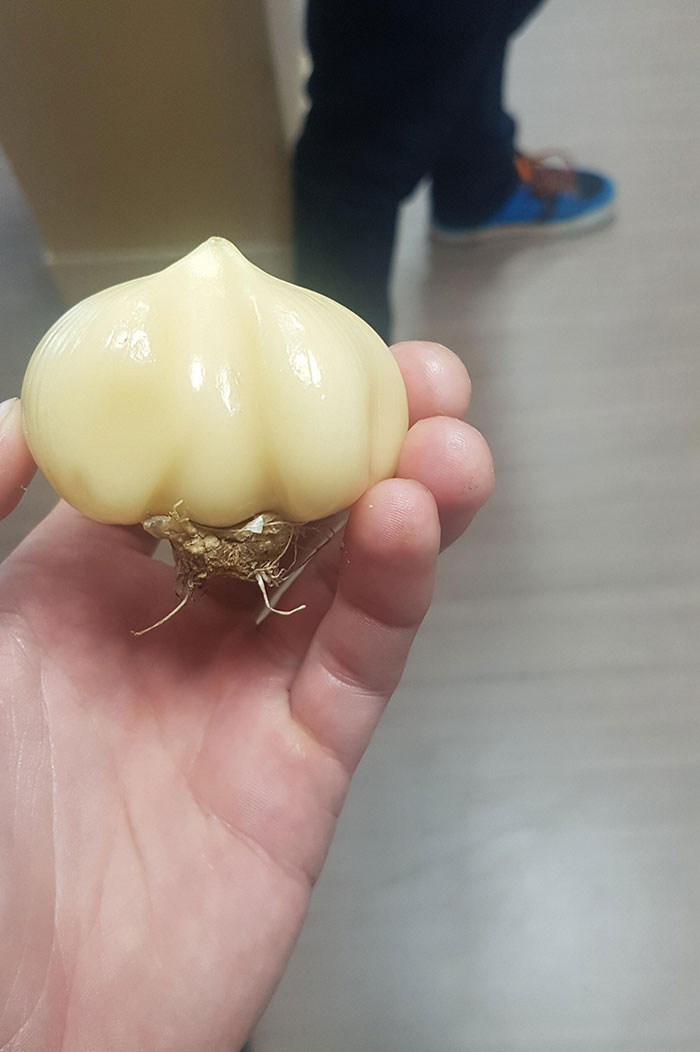 He encontrado este ajo en mi jardín. Toda la cabeza es un solo diente
