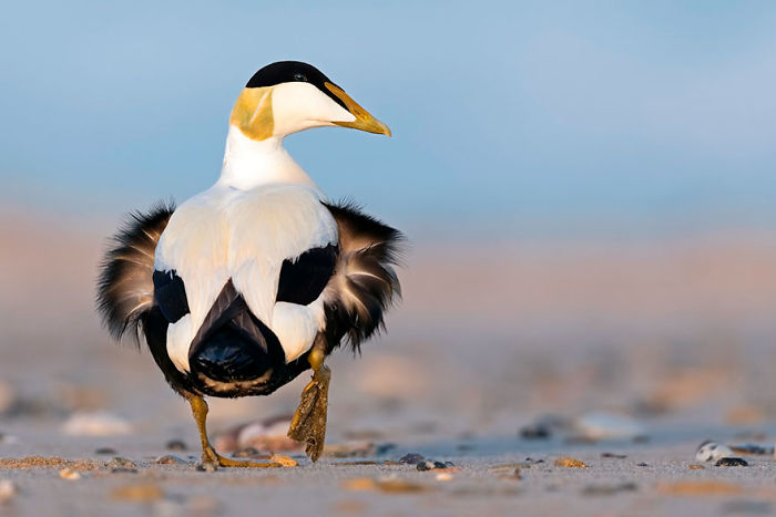 Thomas Hinsche - Best Portfolio