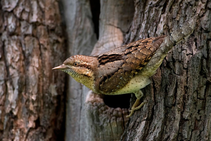 Thomas Hinsche - Best Portfolio