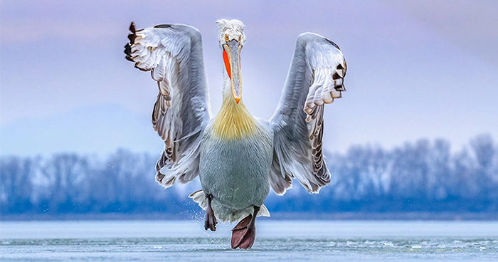 46 Best Bird Photos Of 2019 Have Been Announced, And They’re Amazing