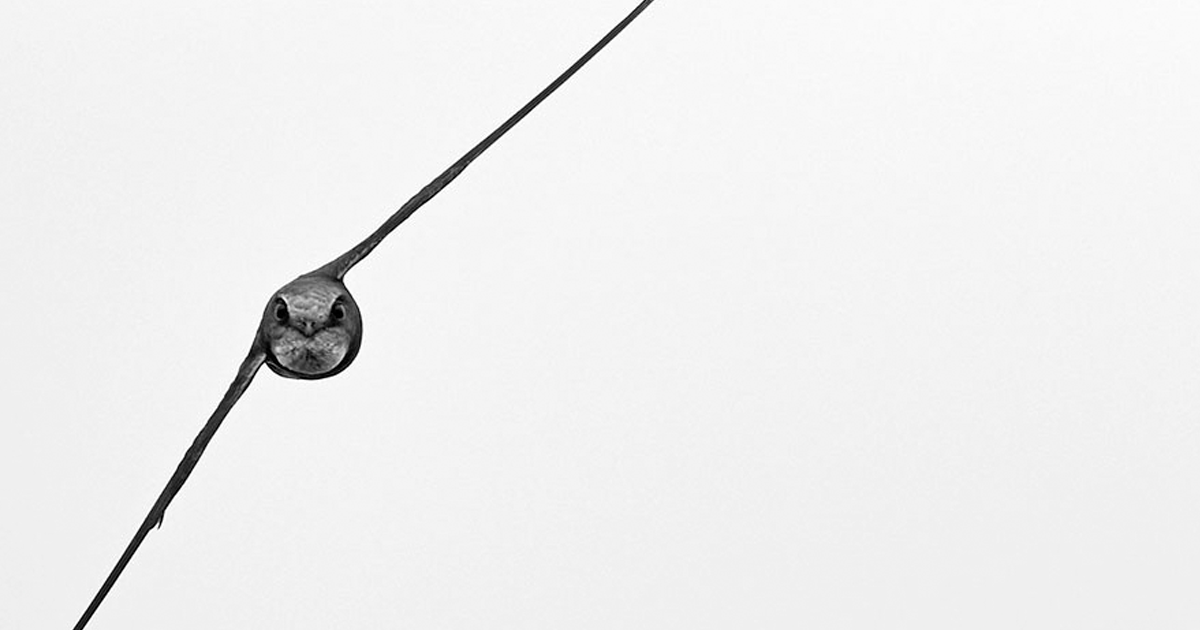 30 Best Bird Photos Of 2019 Have Been Announced, And They’re Amazing