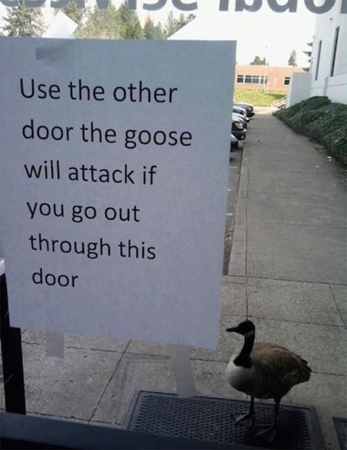 This Goose Is Fery Angry