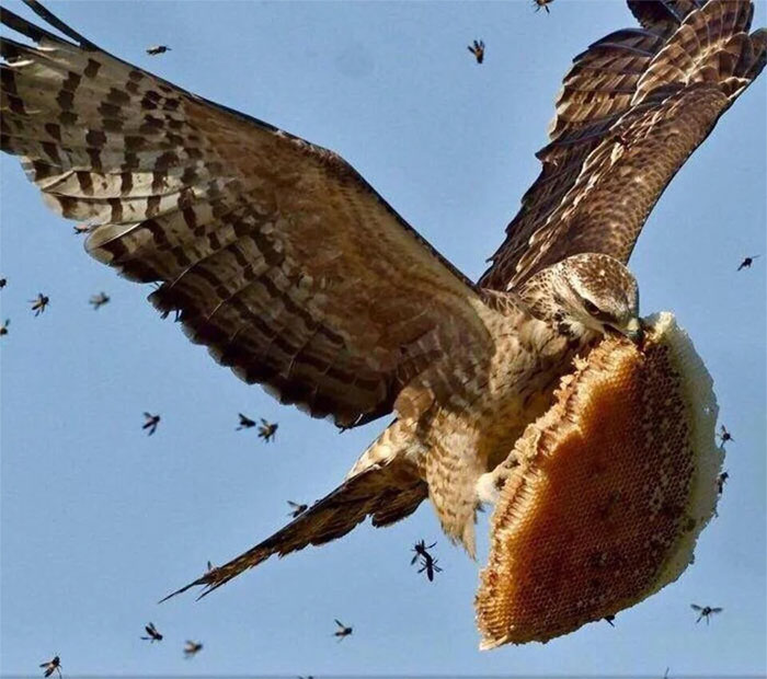 This Hawk Has Approximately Zero F**ks To Give About The Bees