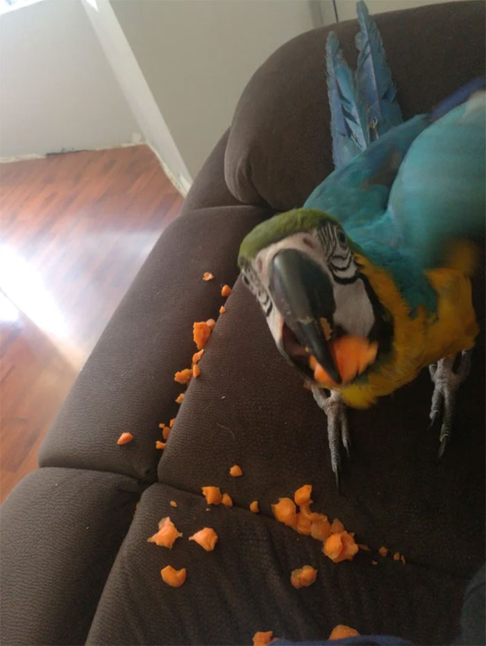 Caught Him Eating My Carrot I Left On The Couch...