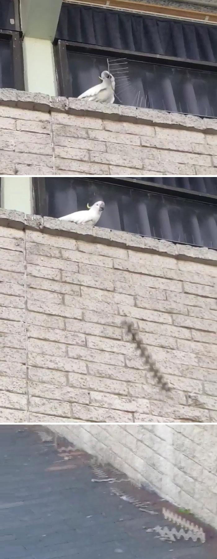 Angry Cockatoo Tears Down Anti-Bird Spikes And Throws Them To The Ground