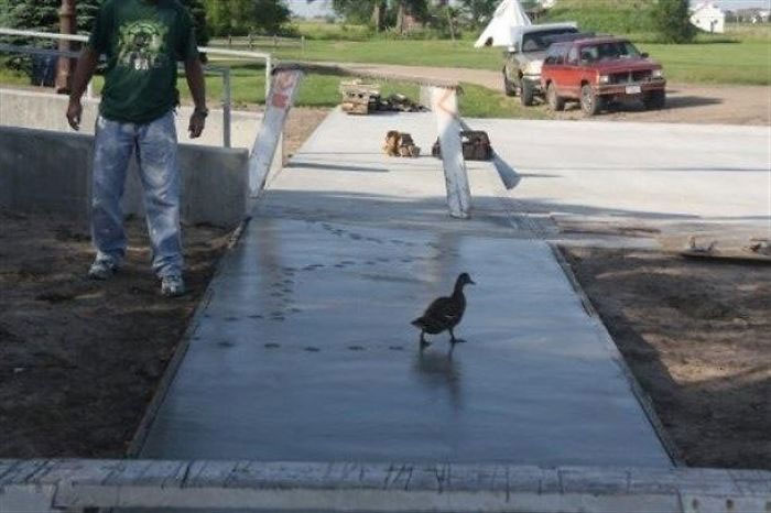 Duck Gives No Ducks