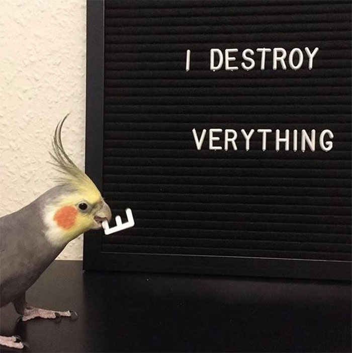 This Bird [friggin] Hates Spelling