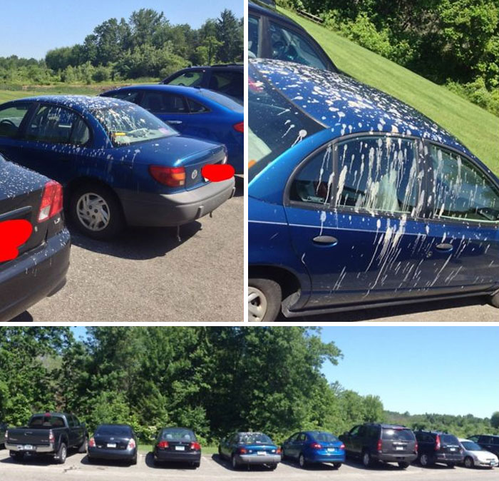 It Looks Like Dozens Of Birds Decided To Sh*t On One Car At My Work