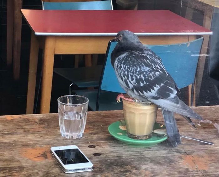 “Guess I’ll Nest On This [friggin] Coffee” - Pigeon