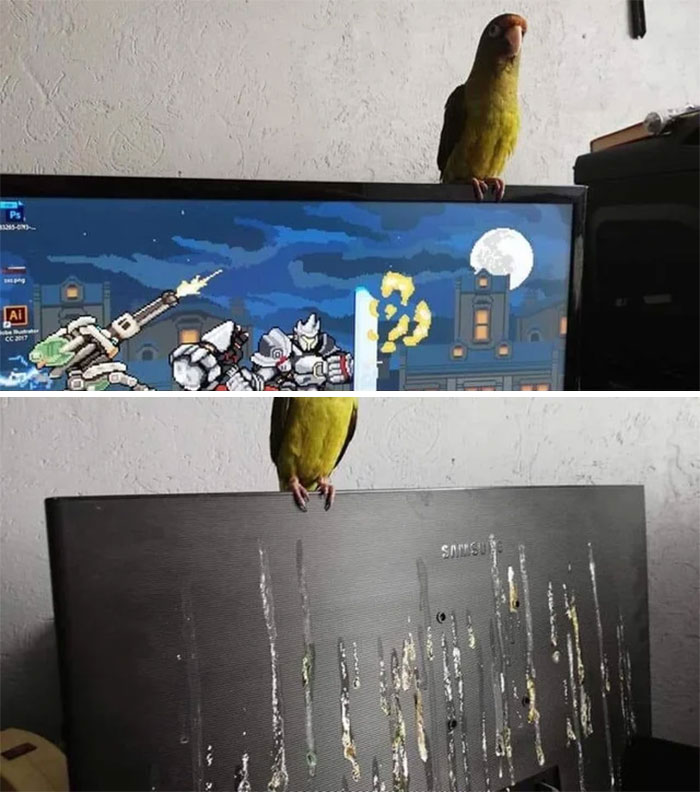 Parrot Does An Oopsie