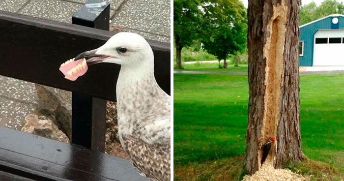 50 Times Birds Acted Like Such Jerks, People Had To Shame Them On The Internet