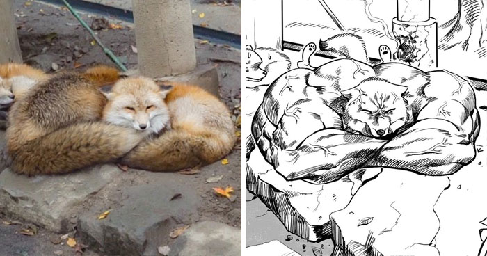 10 Times People Thought They Were Seeing Buff Animals, But They Were Optical Illusions