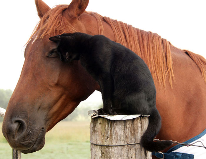 Here Are 22 Pics Of My Cat And Horse Who Have Been Inseparable Friends For The Last 6 Years