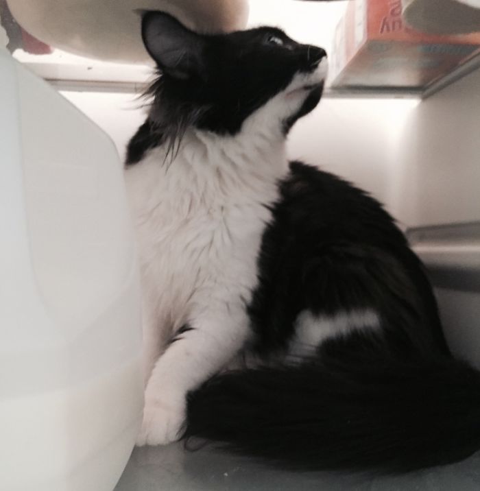 Owner Accidentally Locks Her Cat In The Fridge, Cat Acts Like Nothing Happened When Found Moments Later