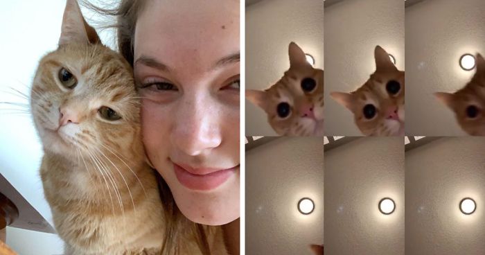 17 Year Old Makes Hilarious Tiktok Video Of Her Cat Dancing To Mr Sandman And 1 5 Million People Love It Internet Cats Dancing Cat Sandman