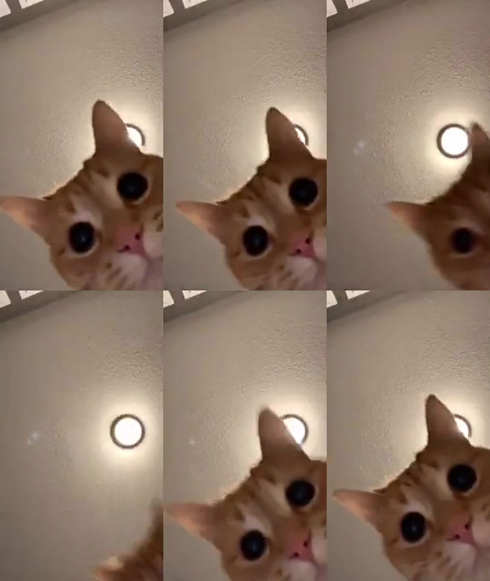 Tiktok Cat - Tik Tok Funny Cat - Cute Cat Videos ... |Tiktok Cat