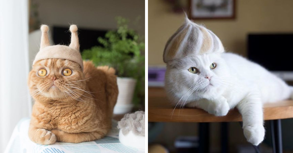 Cats Wearing Hats Tumblr
