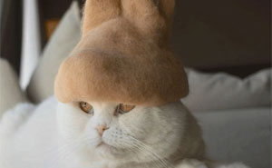 These Cats Have A Huge Collection Of Hats Made Out Of Their Shed Fur