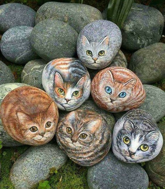cats-rocks-5d4f699c62ca2.jpg