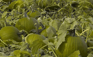 This Color Blind Man Created An App That Lets People Understand And Cope With Color Blindness