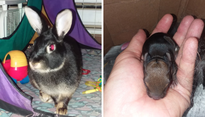 Turbo The House Rabbit Has An Important Message To Share