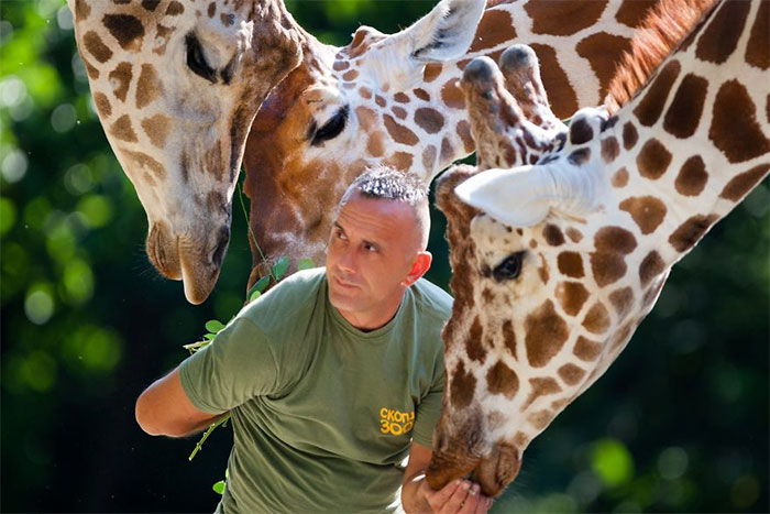 10 Pics Of The Special Bond Between A Zookeeper And Giraffes That I Captured In North Macedonia