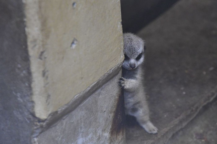 Japanese Photographer Captures A Shy-At-First Baby Meerkat And Its Family In 23 Pics | Bored Panda