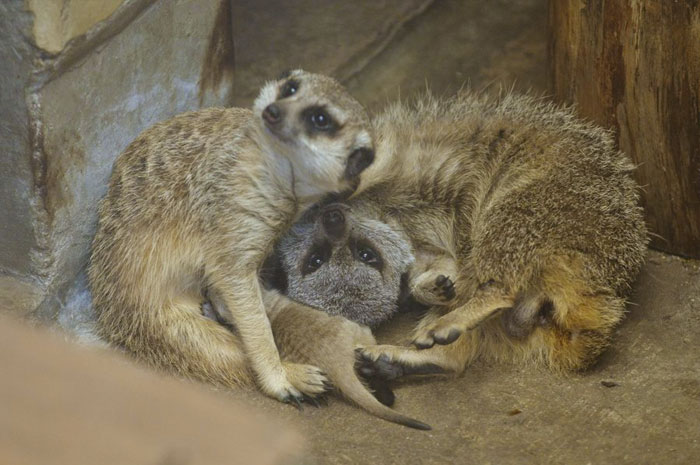 Japanese Photographer Captures A Shy-At-First Baby Meerkat And Its Family In 23 Pics