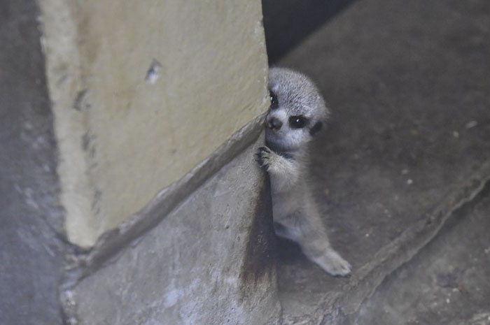 Japanese Photographer Captures A Shy-At-First Baby Meerkat And Its Family In 23 Pics