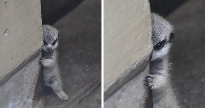 Japanese Photographer Captures A Shy-At-First Baby Meerkat And Its Family  In 23 Pics | Bored Panda