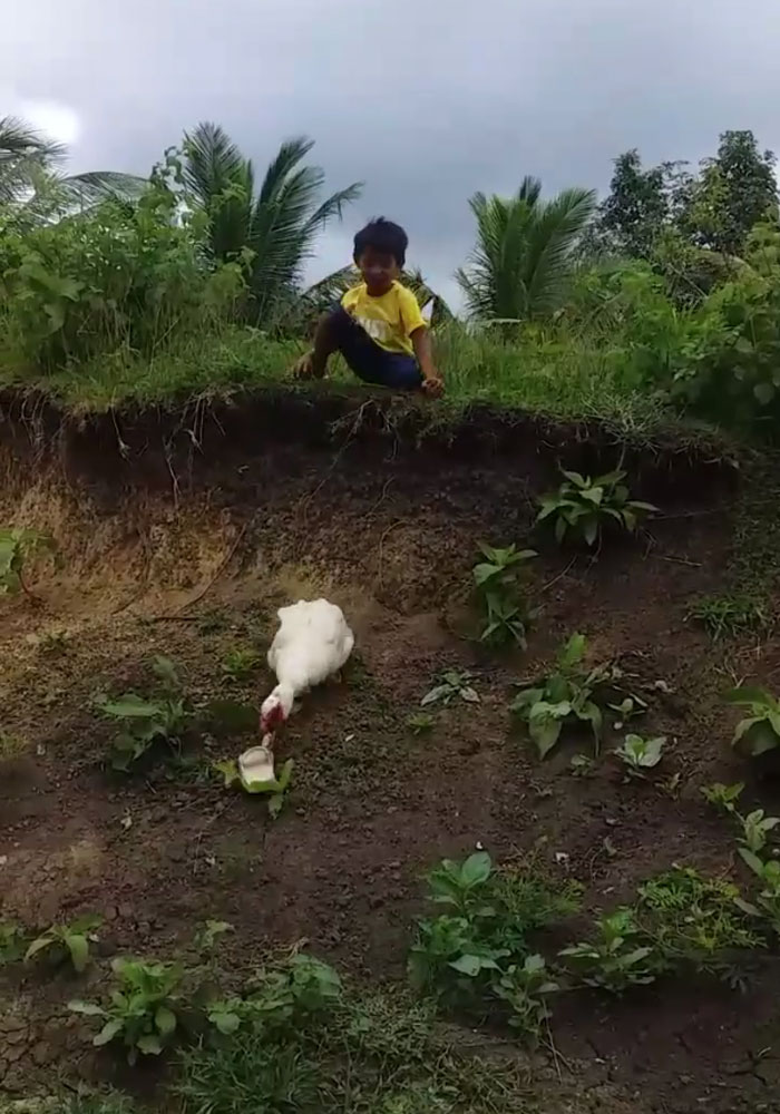 Little Boy's Slipper Falls Down A Hill, Kind Duck Retrieves It