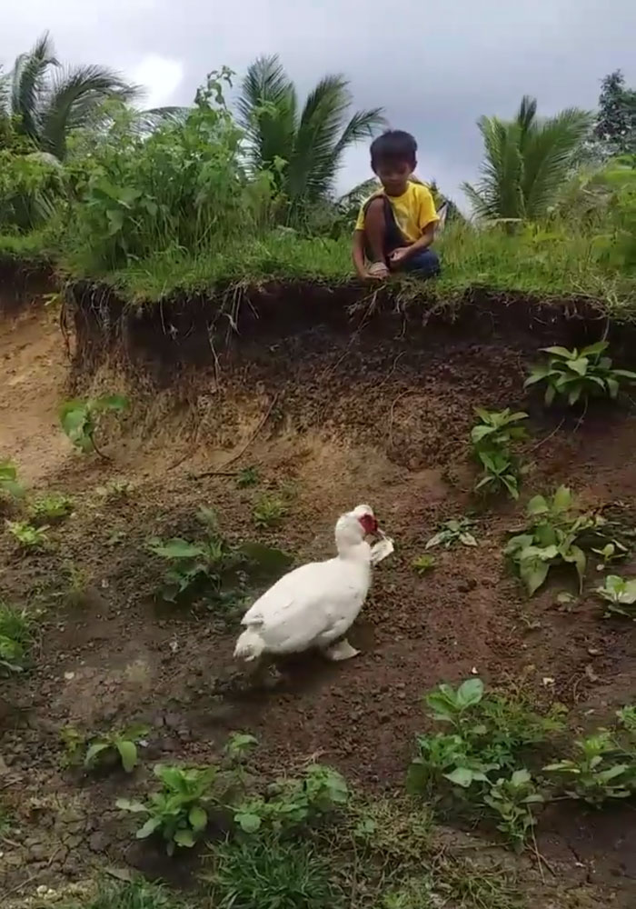 Little Boy's Slipper Falls Down A Hill, Kind Duck Retrieves It
