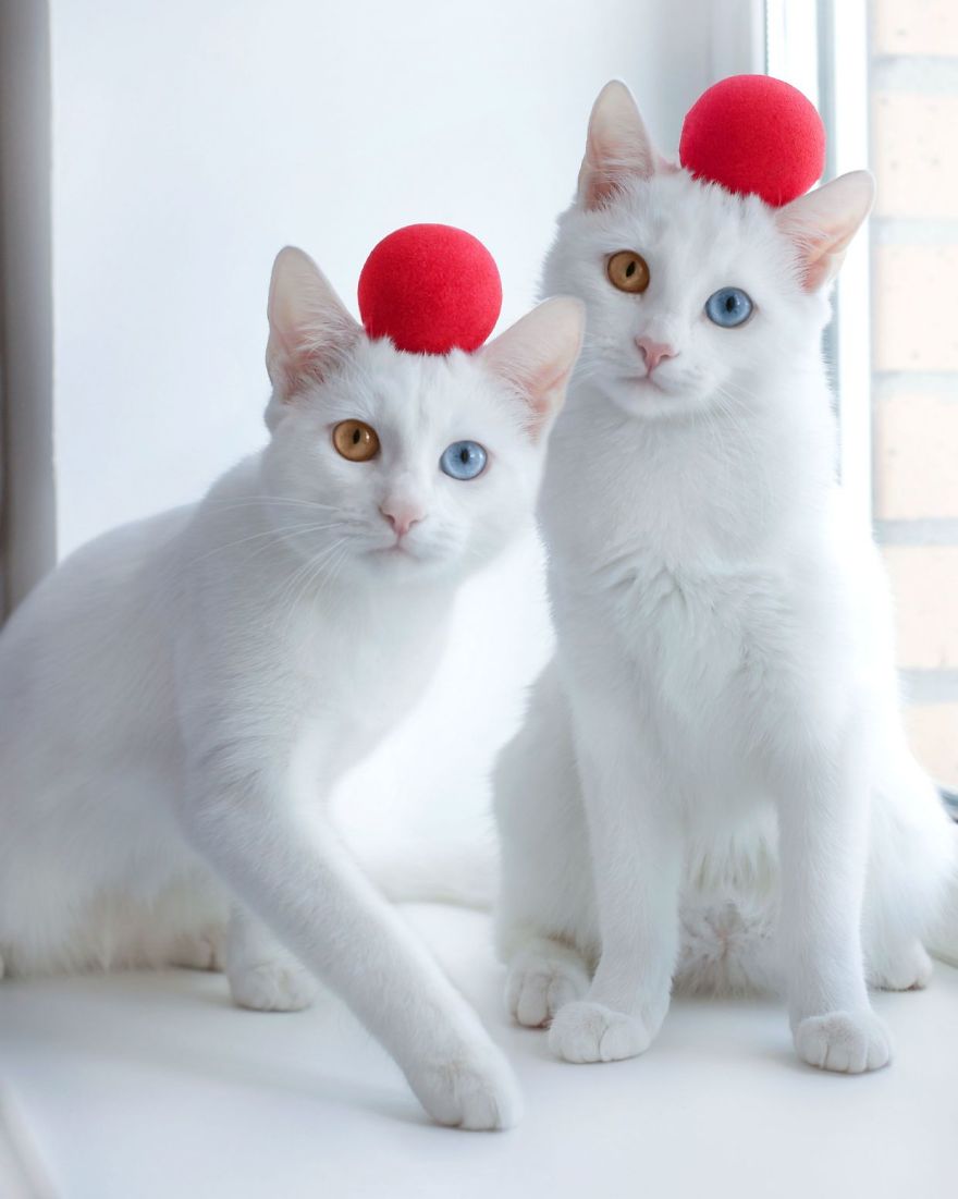 Adorable Twin Cats Showcase Their Fascinating Eye Colors