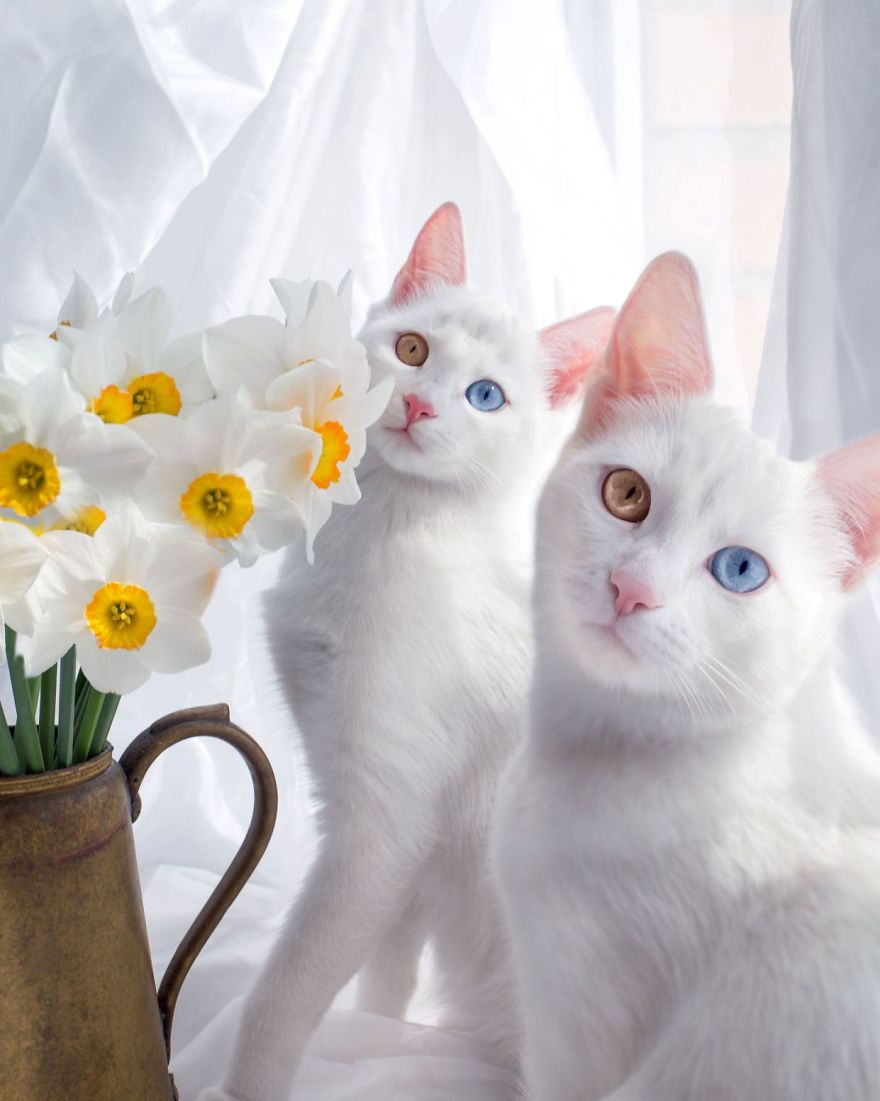 Adorable Twin Cats Showcase Their Fascinating Eye Colors