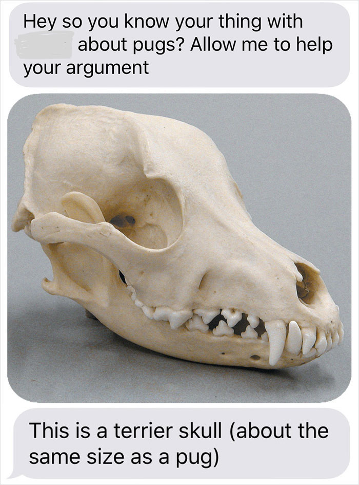 Guy Wants To Get A Purebred Pug, His Friend Tries To Prove Why It's Animal Cruelty With Skull Comparison