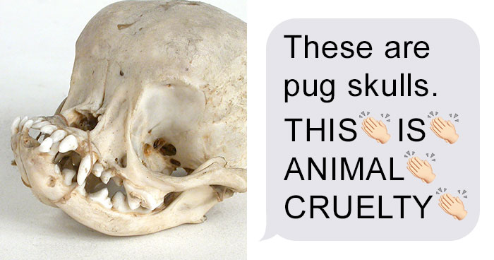 Guy Wants To Get A Purebred Pug, His Friend Tries To Prove Why It’s Animal Cruelty With Skull Comparison