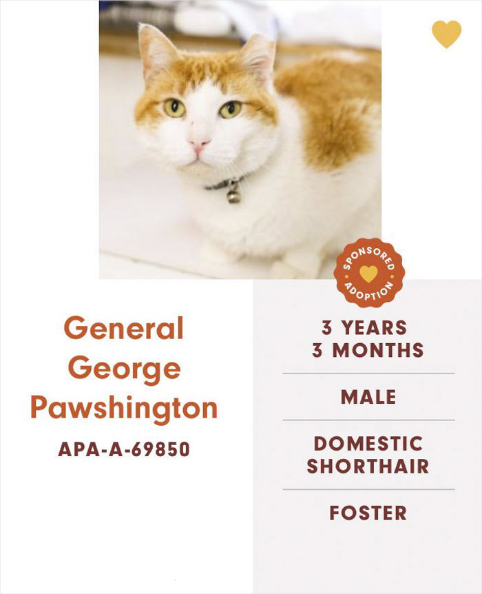 This Animal Shelter Is Giving Rescue Cats The Most Epic Names | Bored Panda