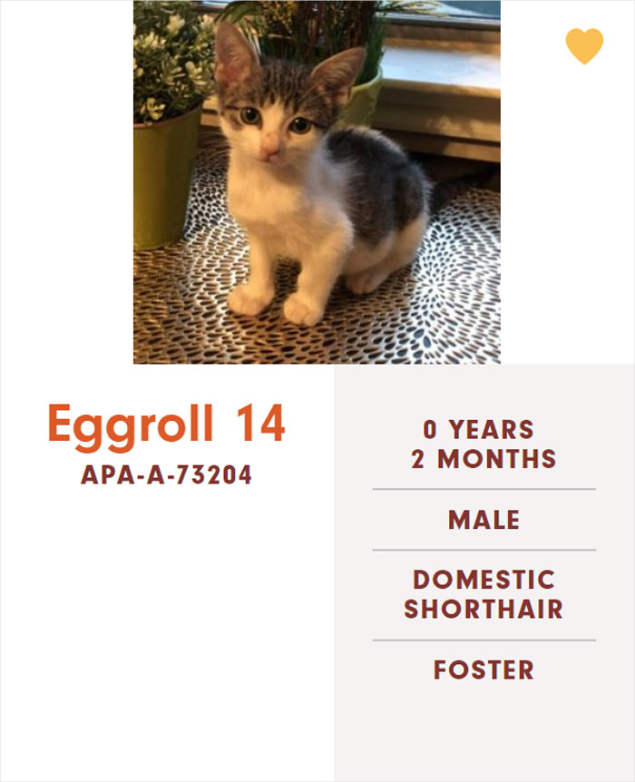 Funny-Cats-Names-Pet-Adoption-Austin-Pets-Alive