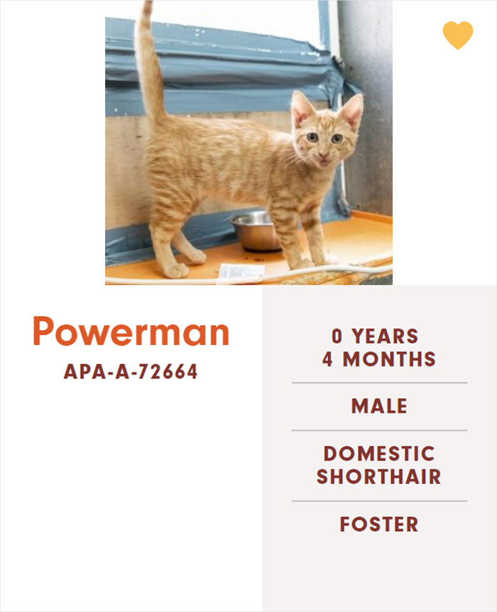 Funny-Cats-Names-Pet-Adoption-Austin-Pets-Alive