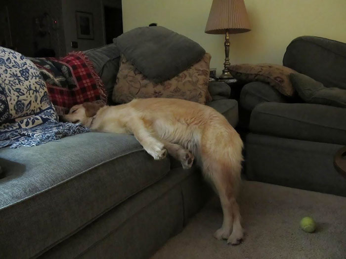 Le dijimos al perro que no podía dormir en el sofá